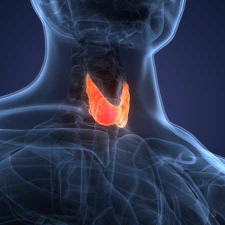 3D Illustration Concept of Human Body Glands Thyroid Gland Anatomy
